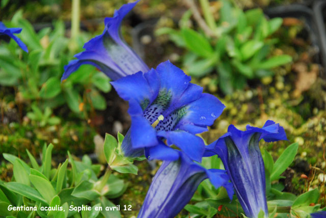 Gentiana acaulis